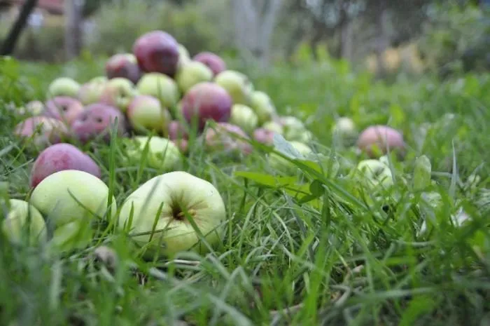 яблоки на переработку в Липецкой обл. в Мичуринске