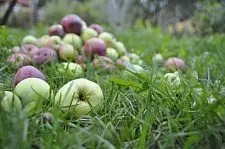 яблоки на переработку в Саратовской обл. в Мичуринске