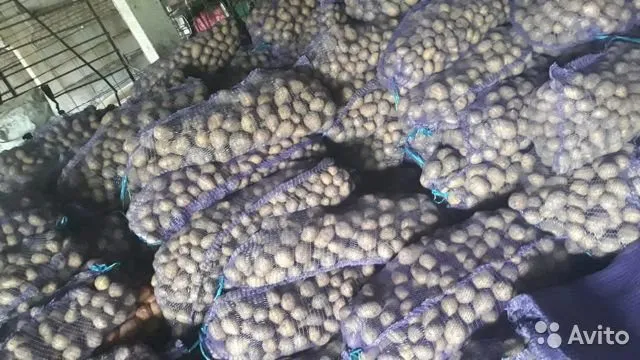 продаем оптом крупный картофель  в Тамбове