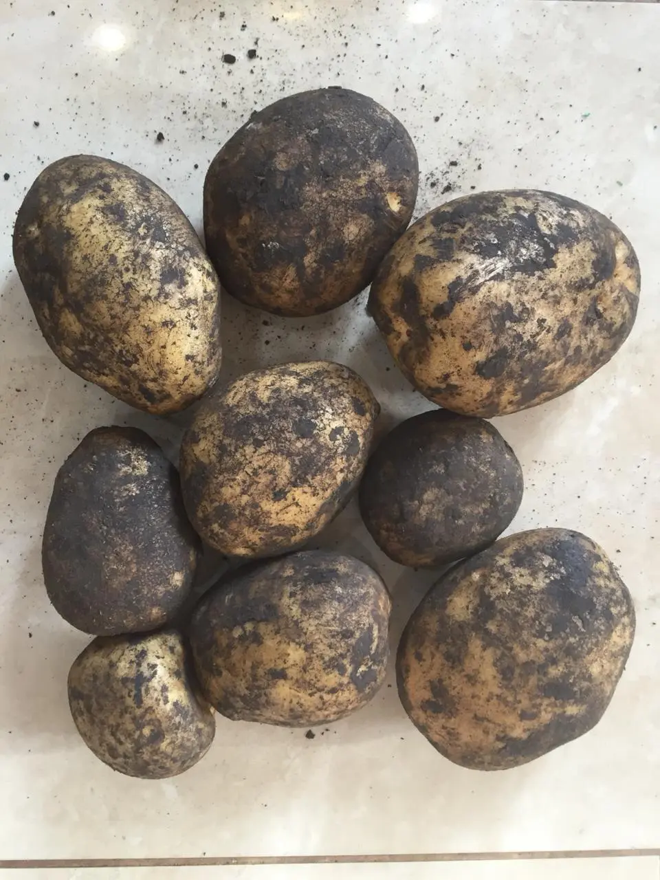 картофель с чернозёмных полей в Тамбове и Тамбовской области 5