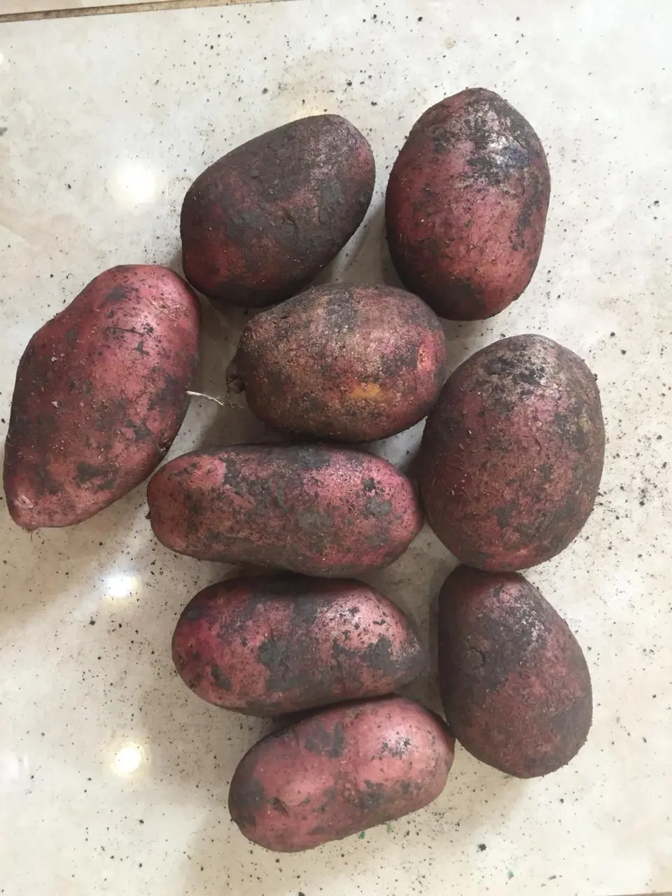картофель с чернозёмных полей в Тамбове и Тамбовской области 3